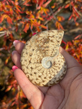 Load image into Gallery viewer, Cleoniceras Ammonite from Madagascar
