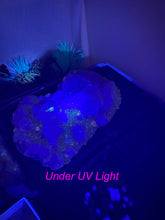 Load image into Gallery viewer, UV Reactive Green and Purple Fluorite Specimen from Fujian
