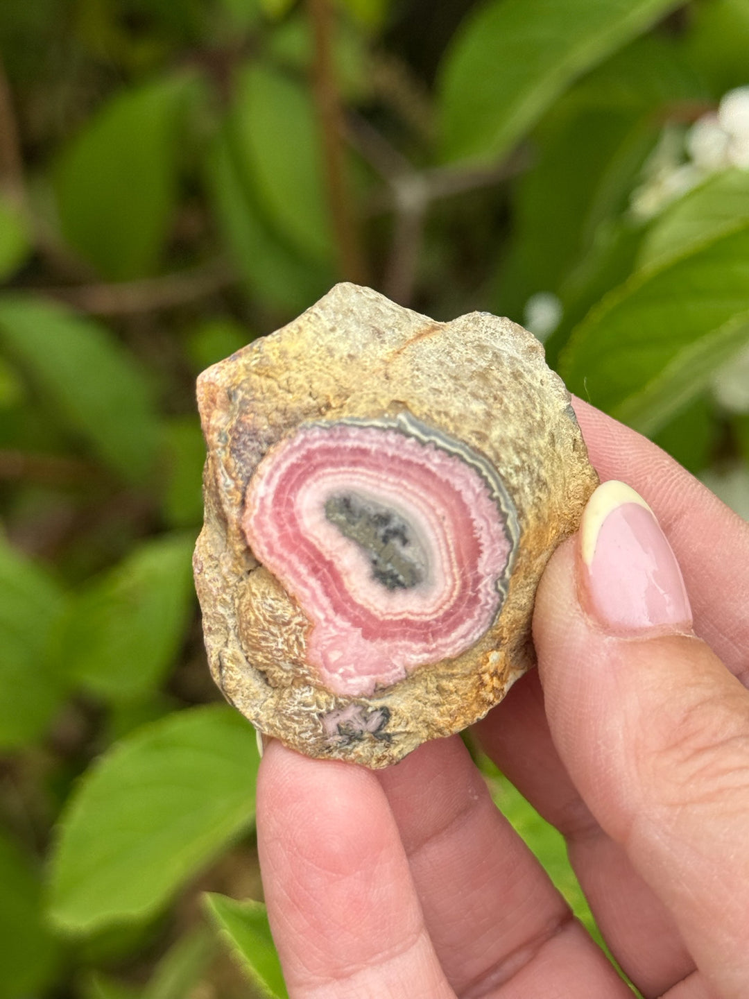 Rhodochrosite Stalactite Specimen from Argentina