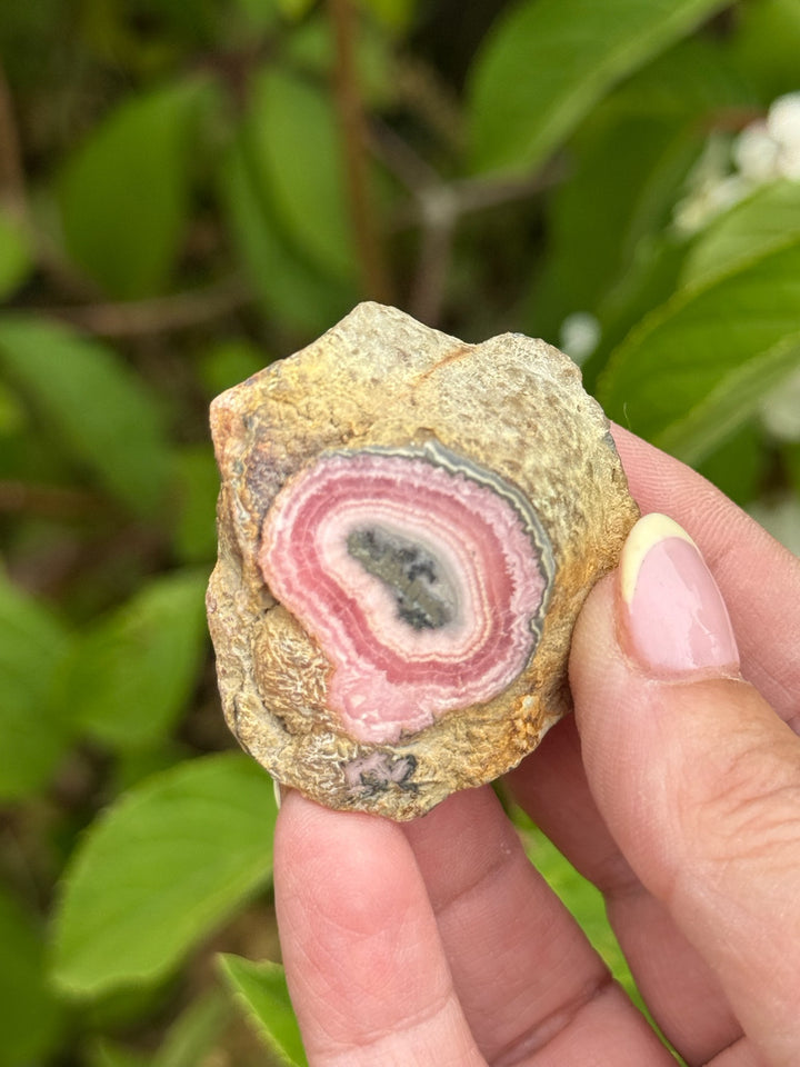 Rhodochrosite Stalactite Specimen from Argentina