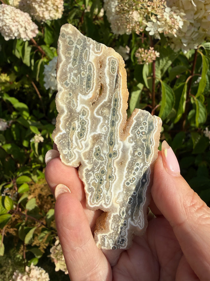 Leopard Agate Specimen from South Africa
