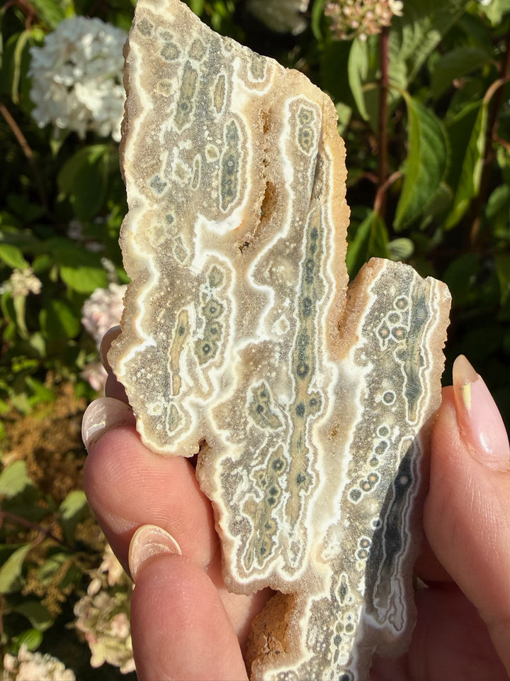 Leopard Agate Specimen from South Africa