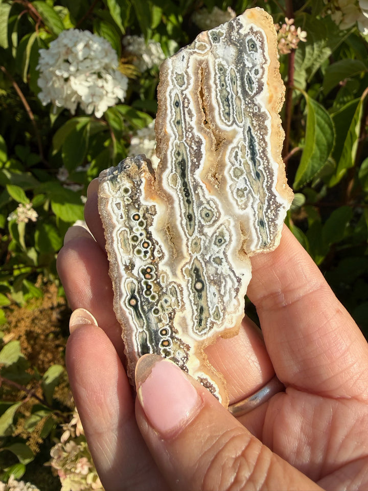 Leopard Agate Specimen from South Africa