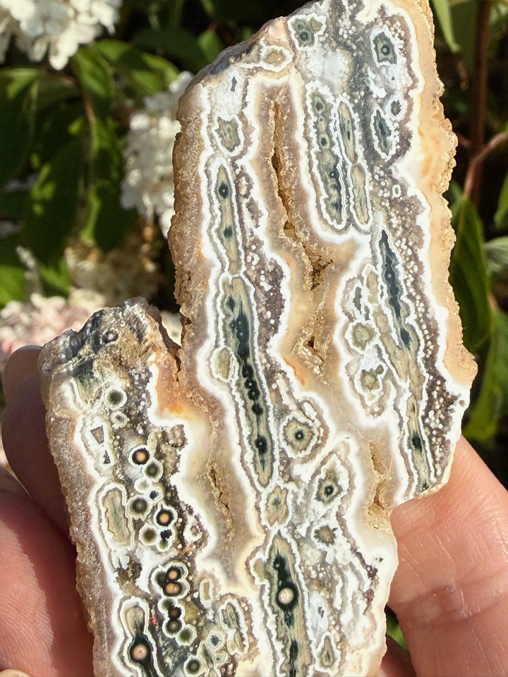 Leopard Agate Specimen from South Africa