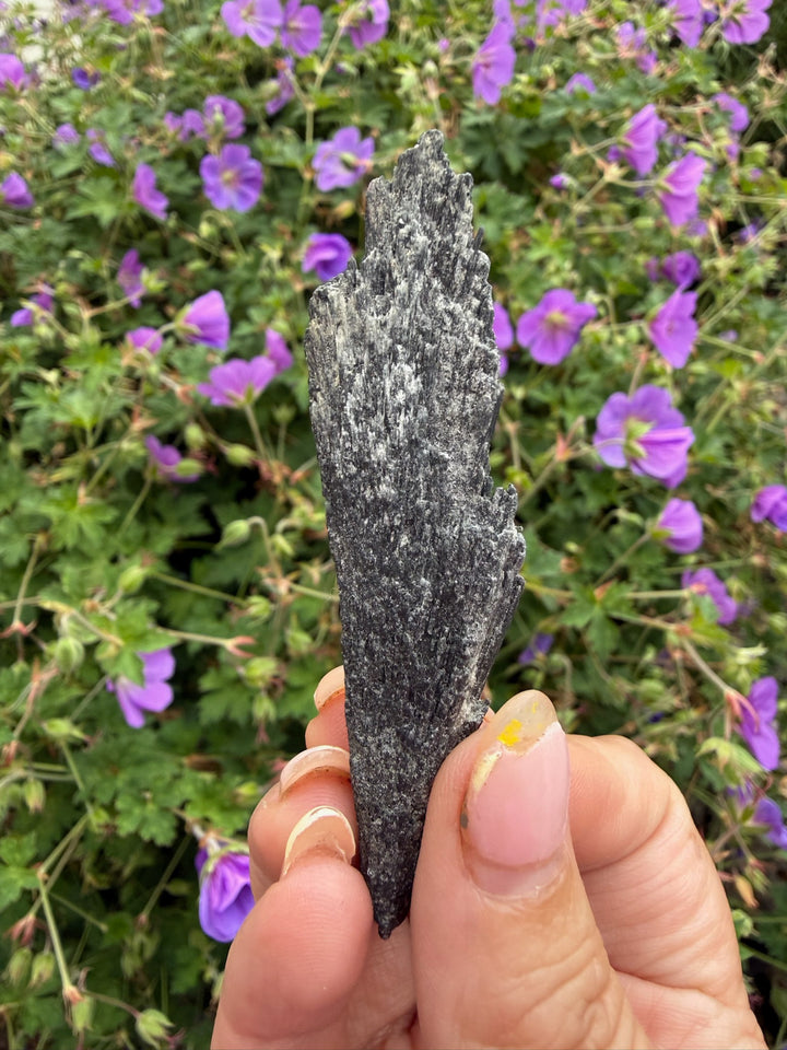 Black Kyanite Spray Specimen