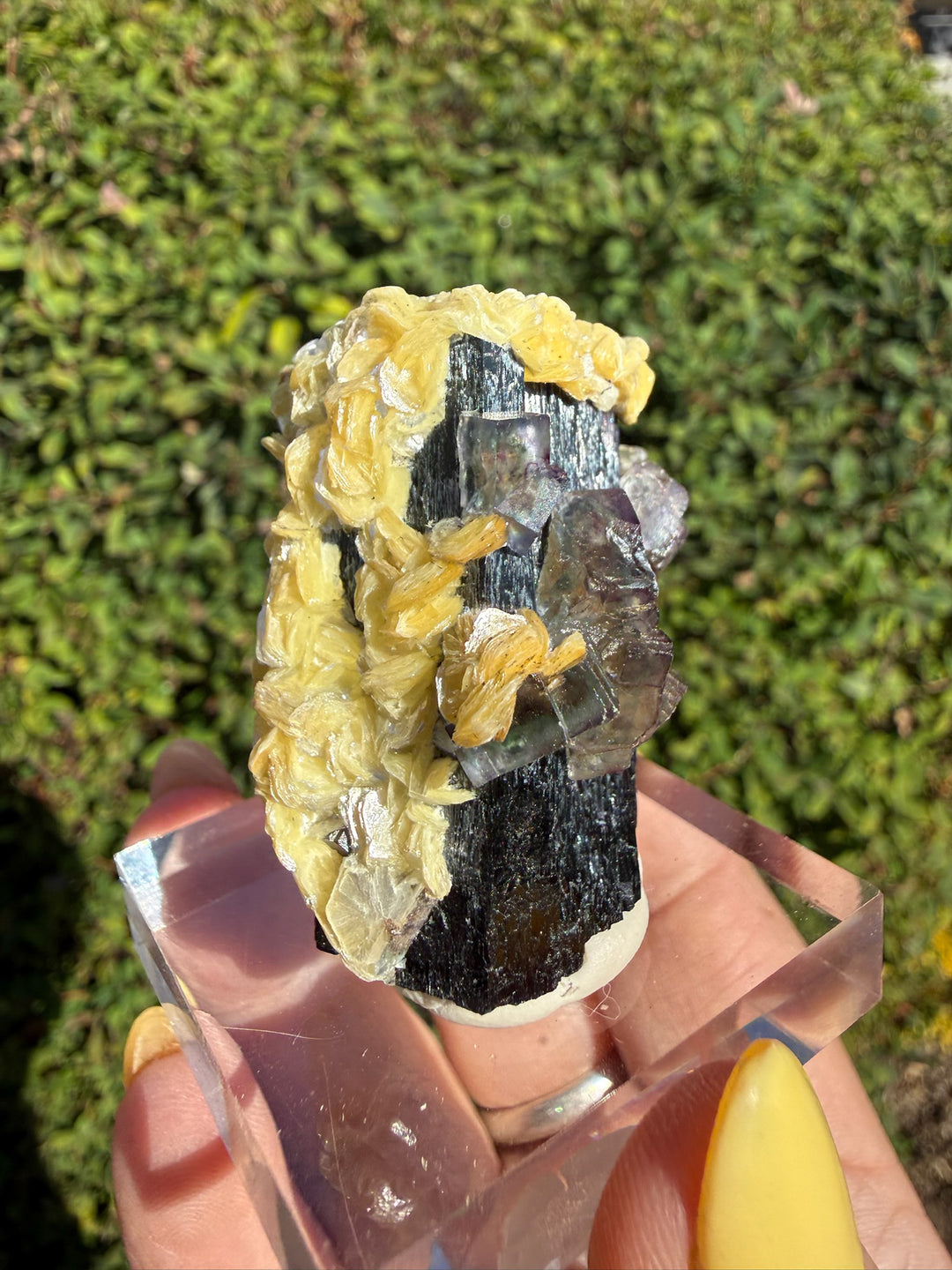 Superb Fluorite &amp; Muscovite on Black Tourmaline Schorl Specimen from Erongo