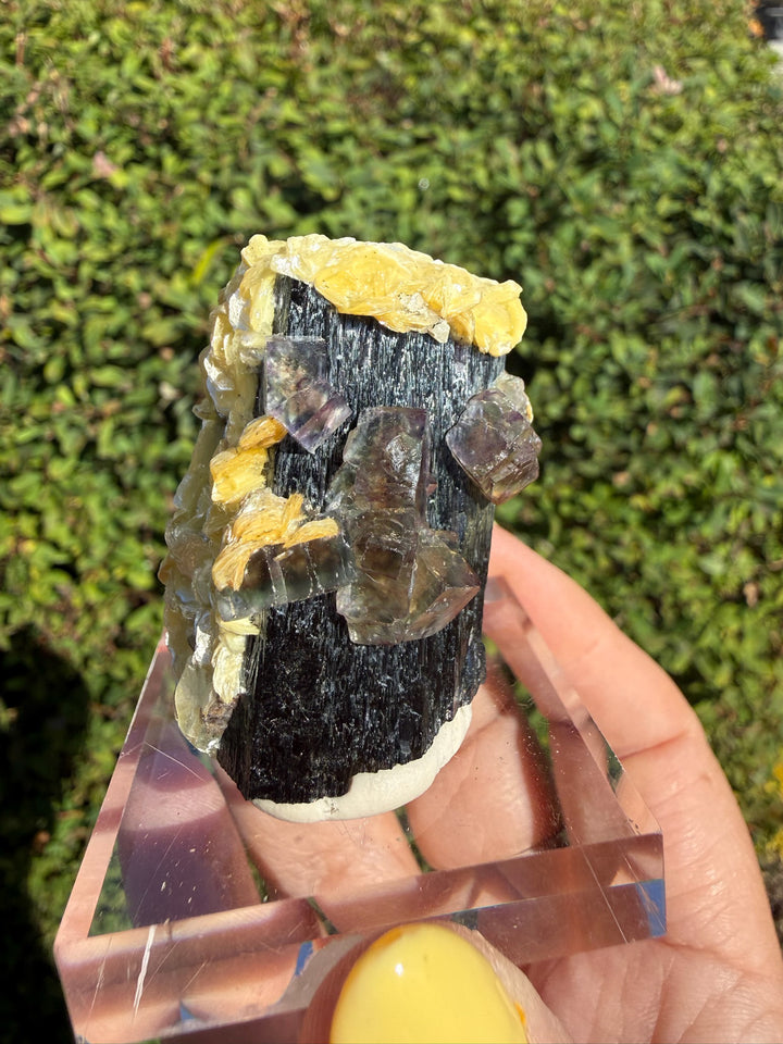Superb Fluorite &amp; Muscovite on Black Tourmaline Schorl Specimen from Erongo