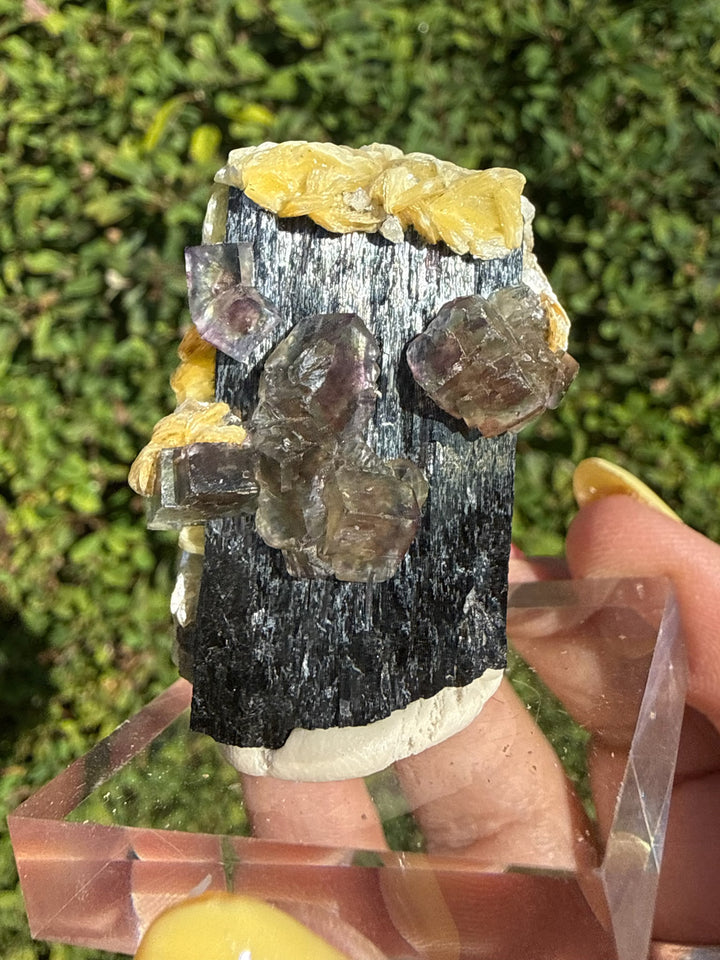 Superb Fluorite &amp; Muscovite on Black Tourmaline Schorl Specimen from Erongo