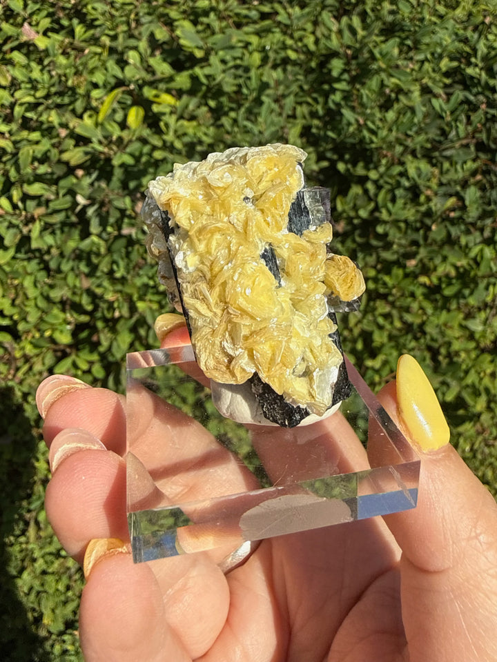 Superb Fluorite &amp; Muscovite on Black Tourmaline Schorl Specimen from Erongo