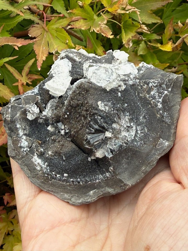 Diamond Quartz on Septarian Nodule Specimen from Auvergne-Rhône-Alpes, France