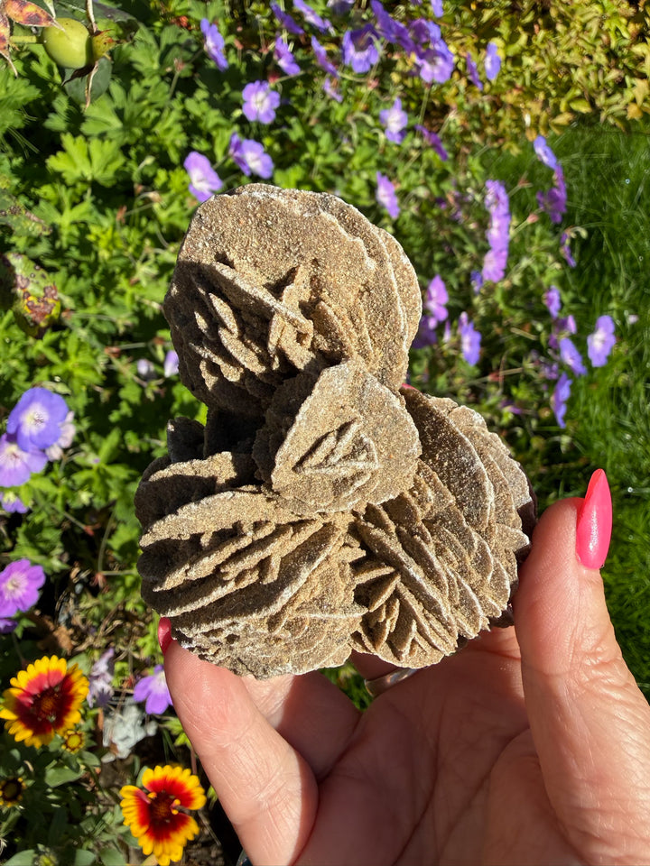 Large Multiple Desert Rose Gypsum Specimen