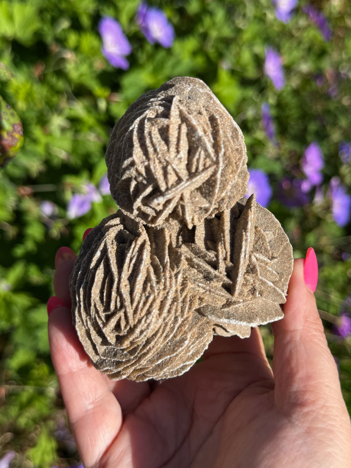 Large Multiple Desert Rose Gypsum Specimen