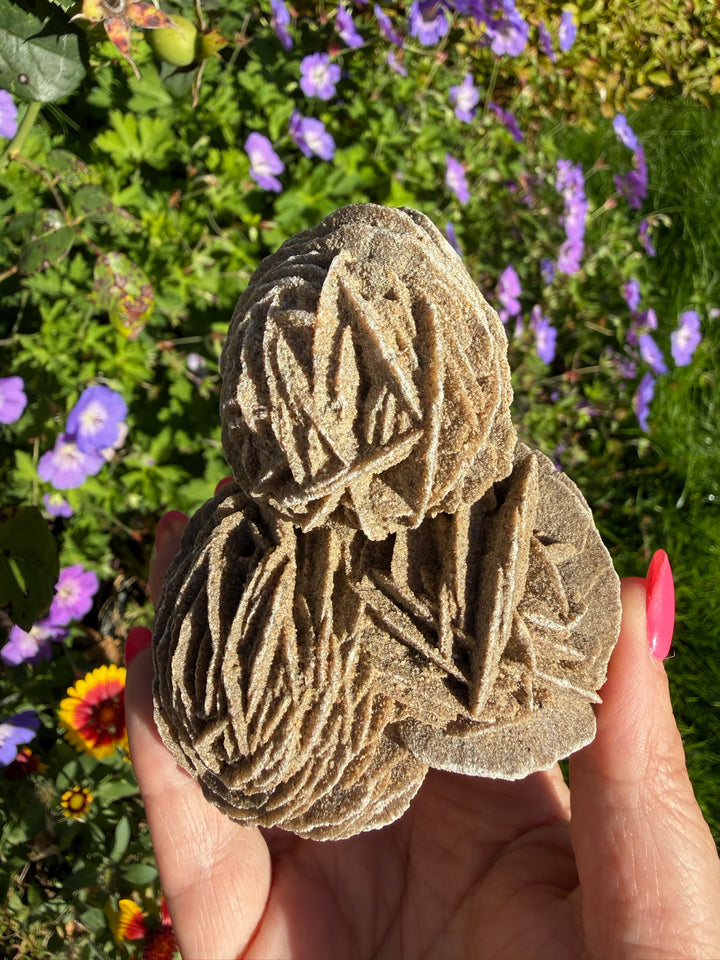 Large Multiple Desert Rose Gypsum Specimen