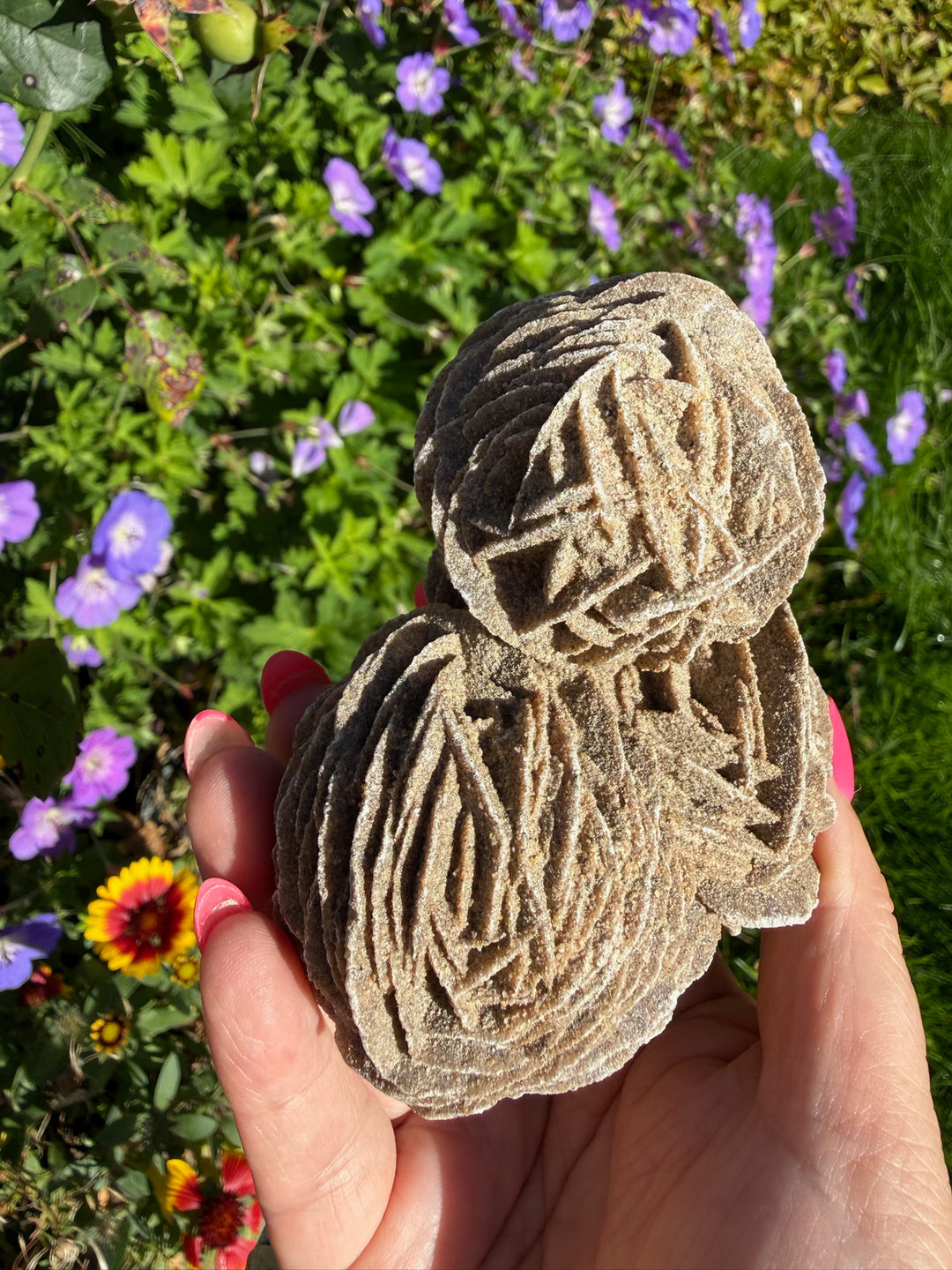 Large Multiple Desert Rose Gypsum Specimen