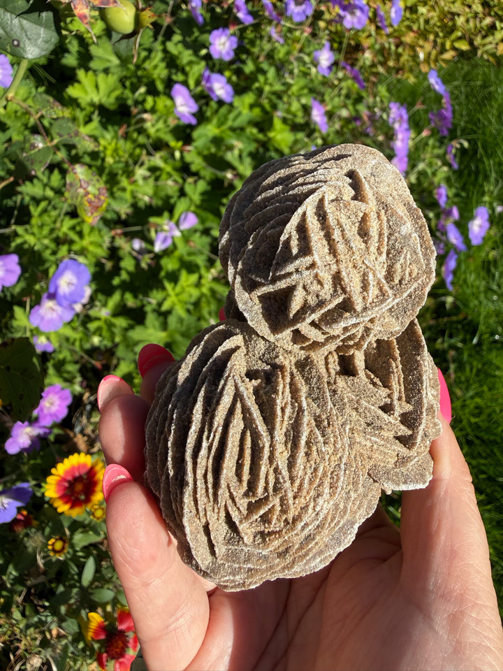 Large Multiple Desert Rose Gypsum Specimen