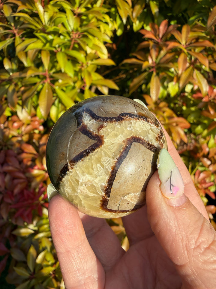 Septarian Sphere 4.8cm Dia