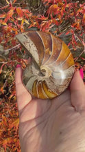 Load and play video in Gallery viewer, Nautilus Fossil From Madagascar
