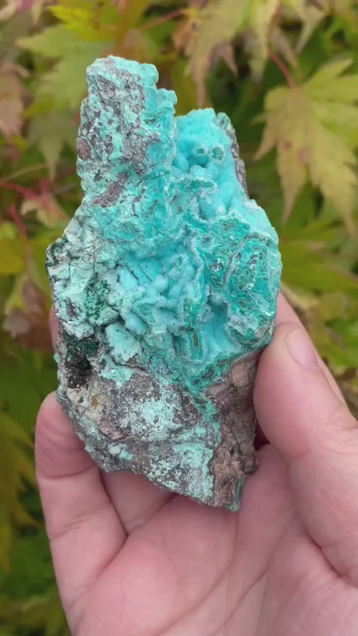 Rare Druzy Vibrant Chrysocolla Specimen
