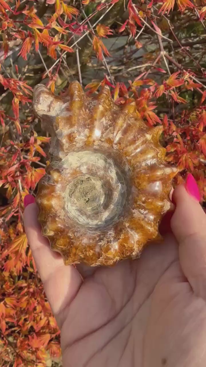 Ammonite Fossil Douvilleiceras from Madagascar
