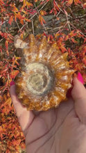 Load and play video in Gallery viewer, Ammonite Fossil Douvilleiceras from Madagascar
