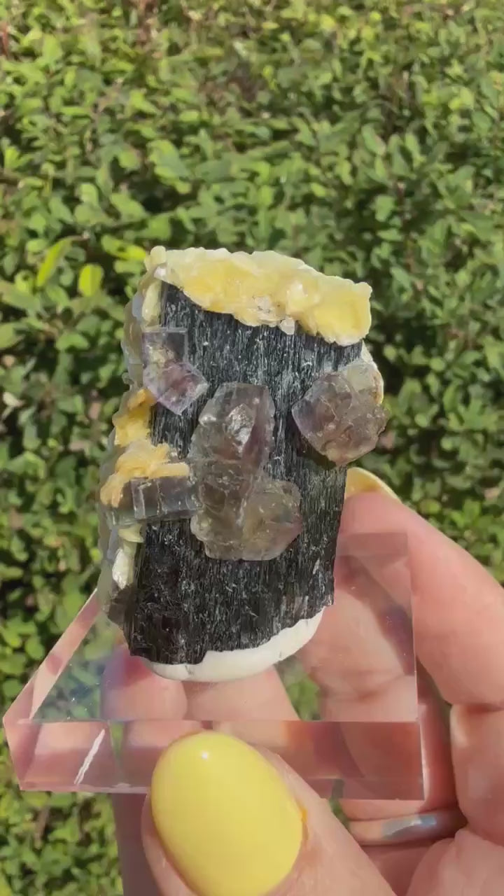 Superb Fluorite &amp; Muscovite on Black Tourmaline Schorl Specimen from Erongo