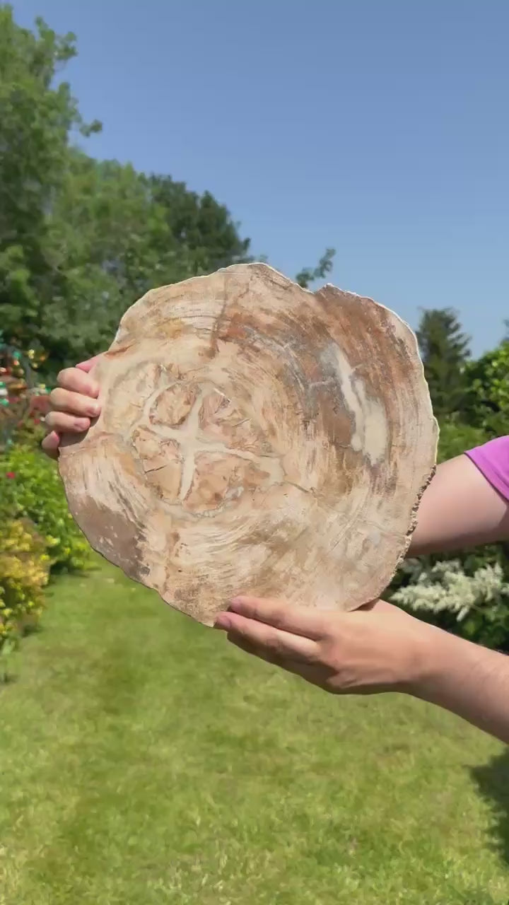 Statement Petrified Wood Slice and Stand from Madagascar