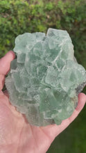 Load and play video in Gallery viewer, Large Sugar Cube Green Fluorite Specimens
