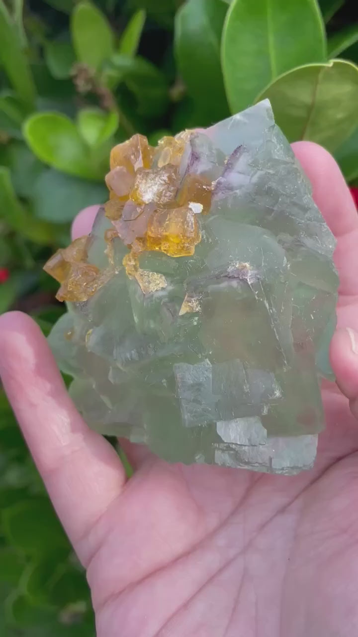 Green Fluorite with Yellow Barite Specimens