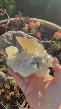 Load and play video in Gallery viewer, Large Uv Reactive Honey Calcite on Calcite Specimen
